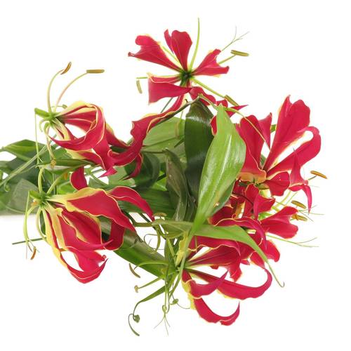 Gloriosa rot/grun 80cm