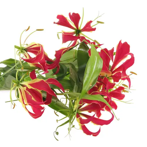 Gloriosa rot/grun 80cm