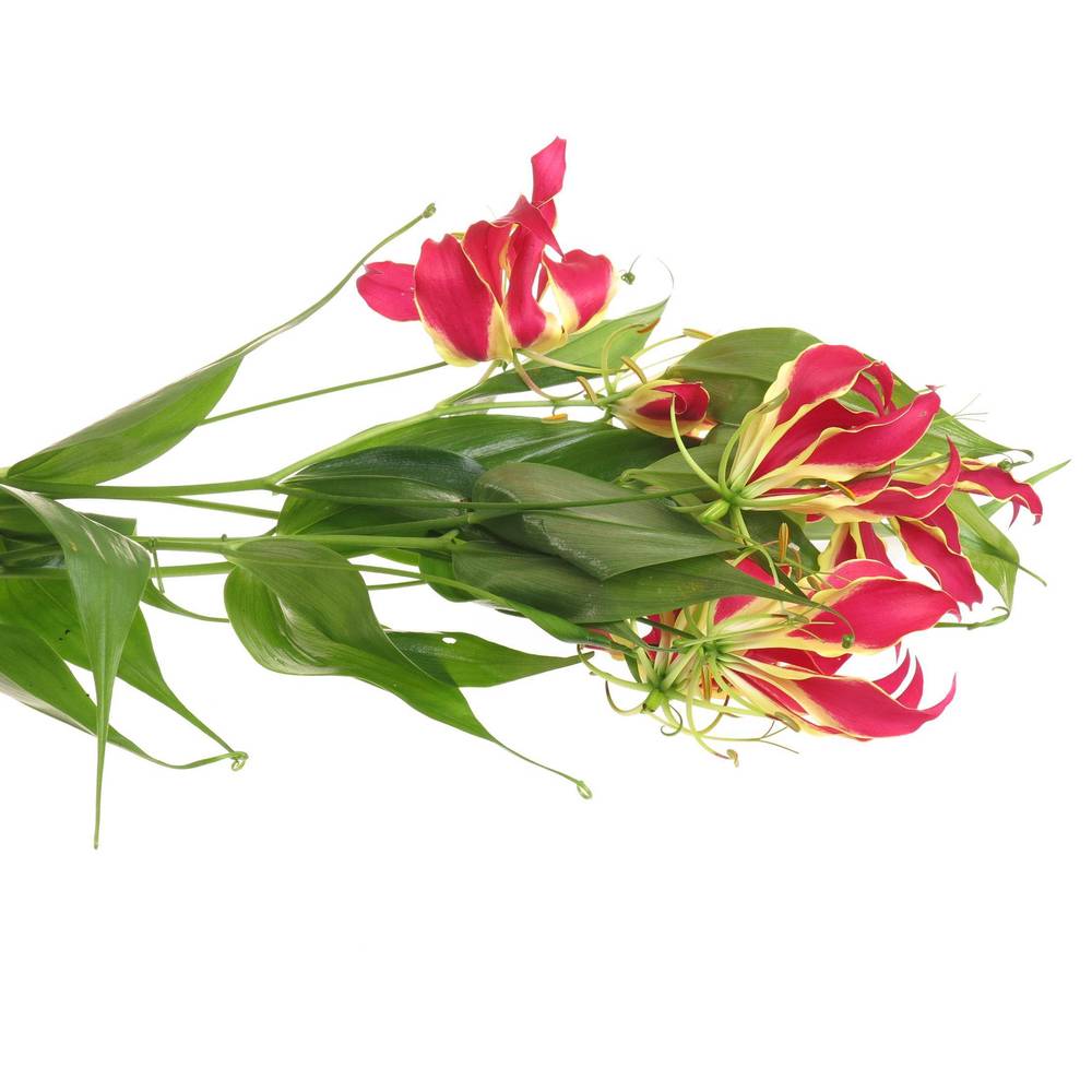 Gloriosa rot/grun 80cm