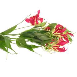 Gloriosa rot/grun 80cm