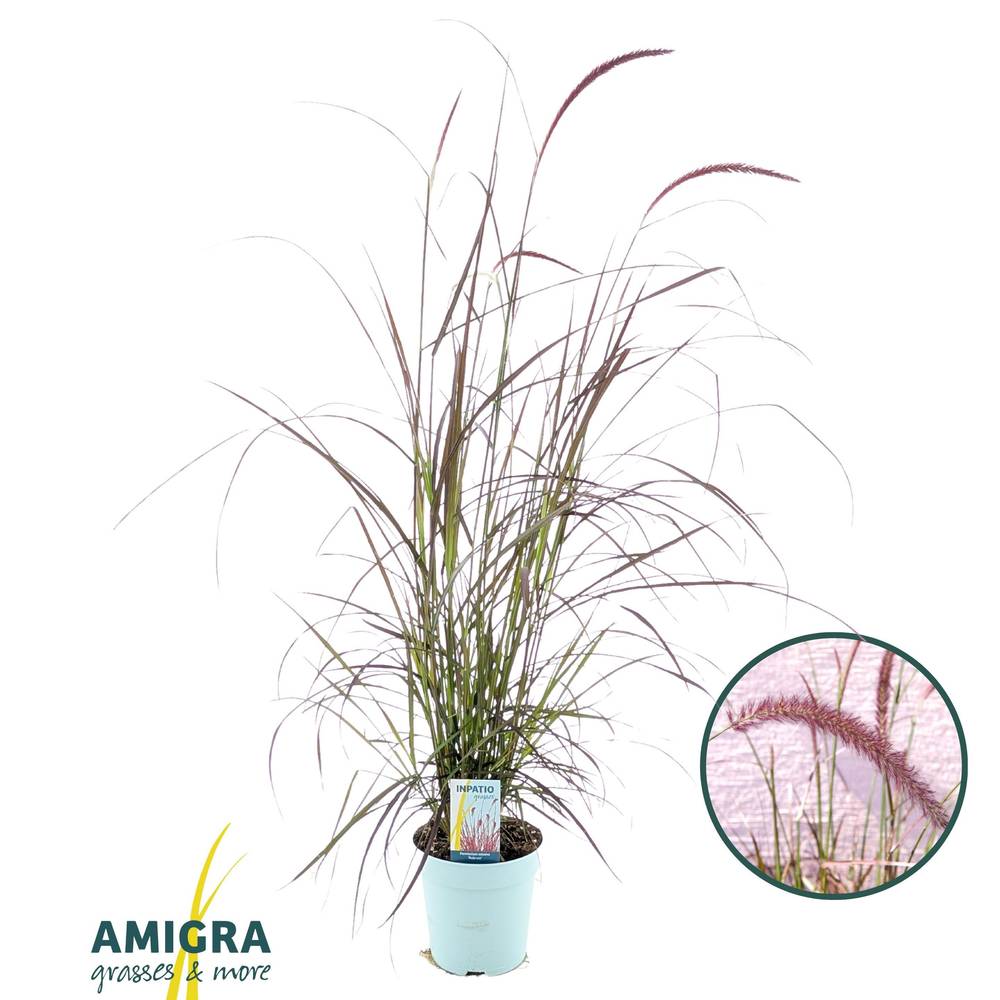 Pennisetum rot Advena T17 H095