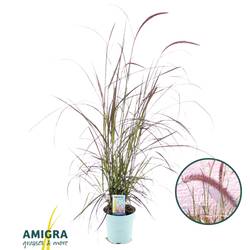 Pennisetum rot Advena T17 H095