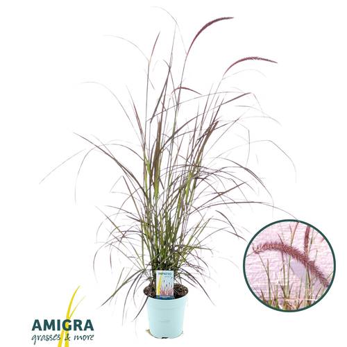 Pennisetum rot Advena T17 H095