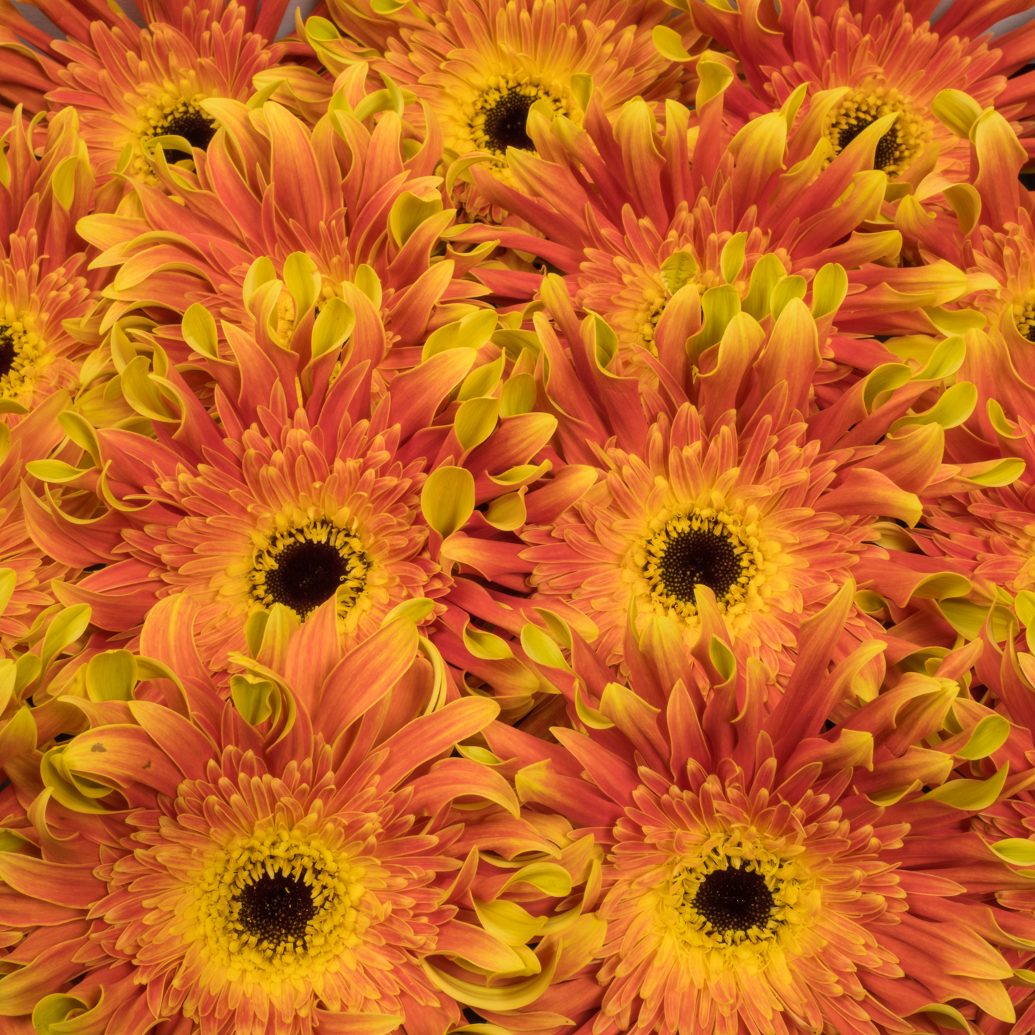 Gerbera orange/hell grün Pasta Flair