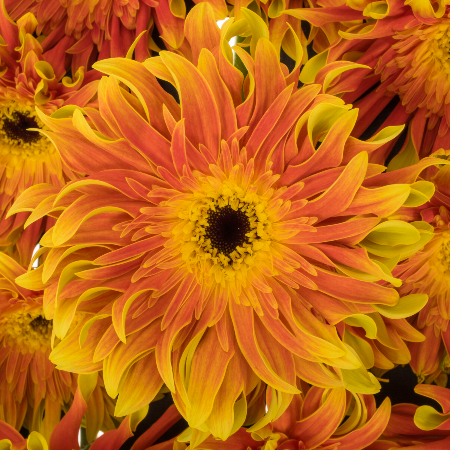 Gerbera orange/hell grün Pasta Flair