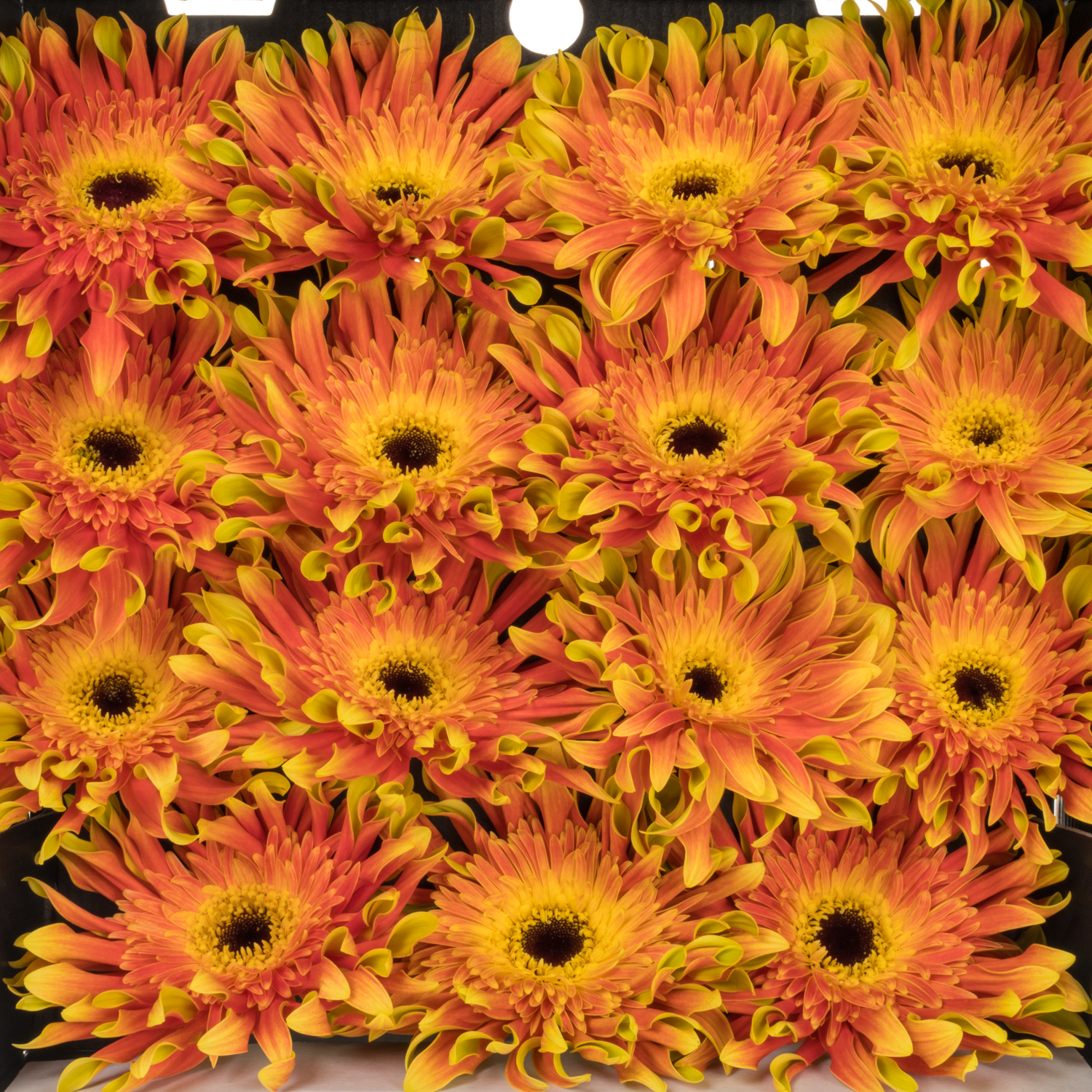 Gerbera orange/hell grün Pasta Flair