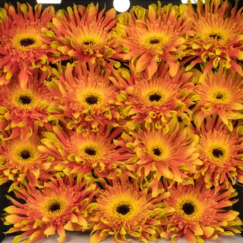 Gerbera orange/hell grün Pasta Flair