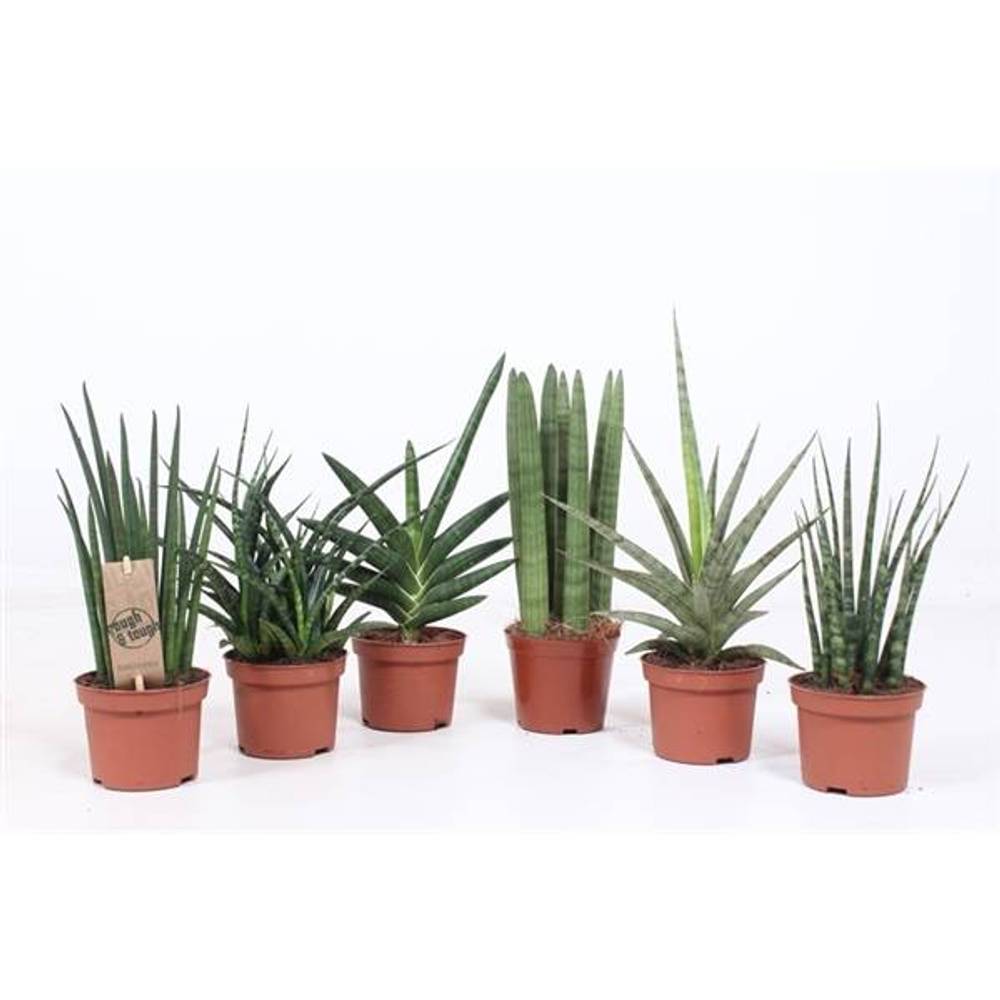 Sanseveria Luxe mix T10 H030