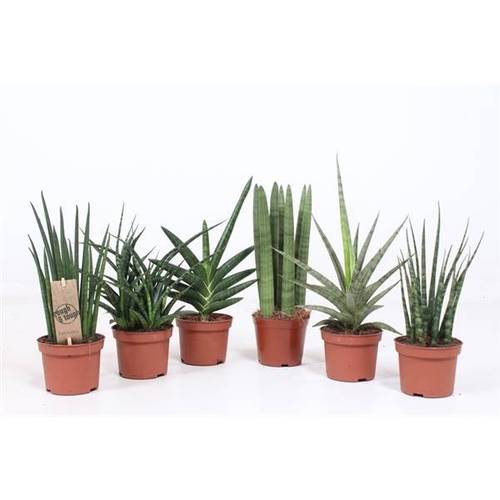 Sanseveria Luxe mix T10 H030