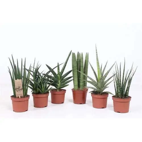 Sanseveria Luxe mix T10 H030