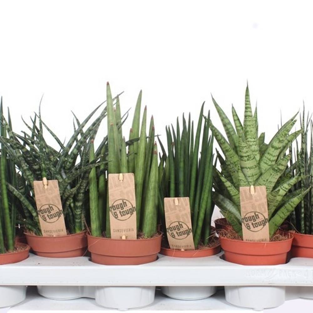 Sanseveria Luxe mix T10 H030