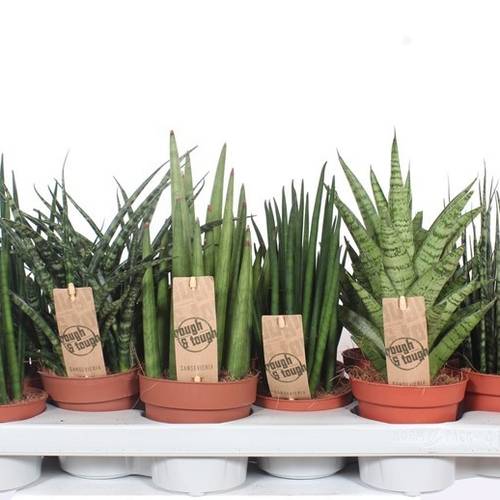 Sanseveria Luxe mix T10 H030
