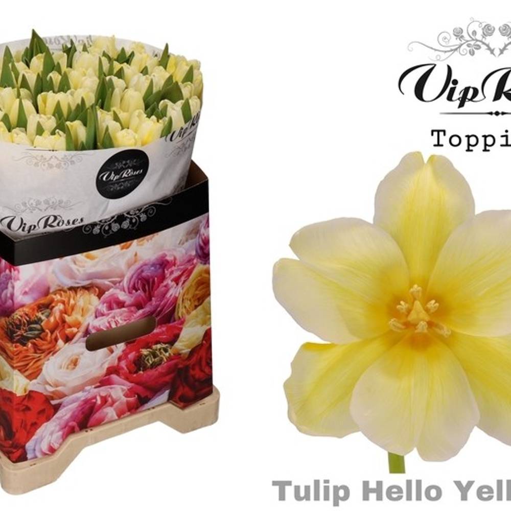 Tulpe gelb gefärbt Hello yellow 32 Gramm