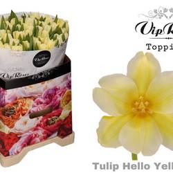 Tulpe gelb gefärbt Hello yellow 32 Gramm