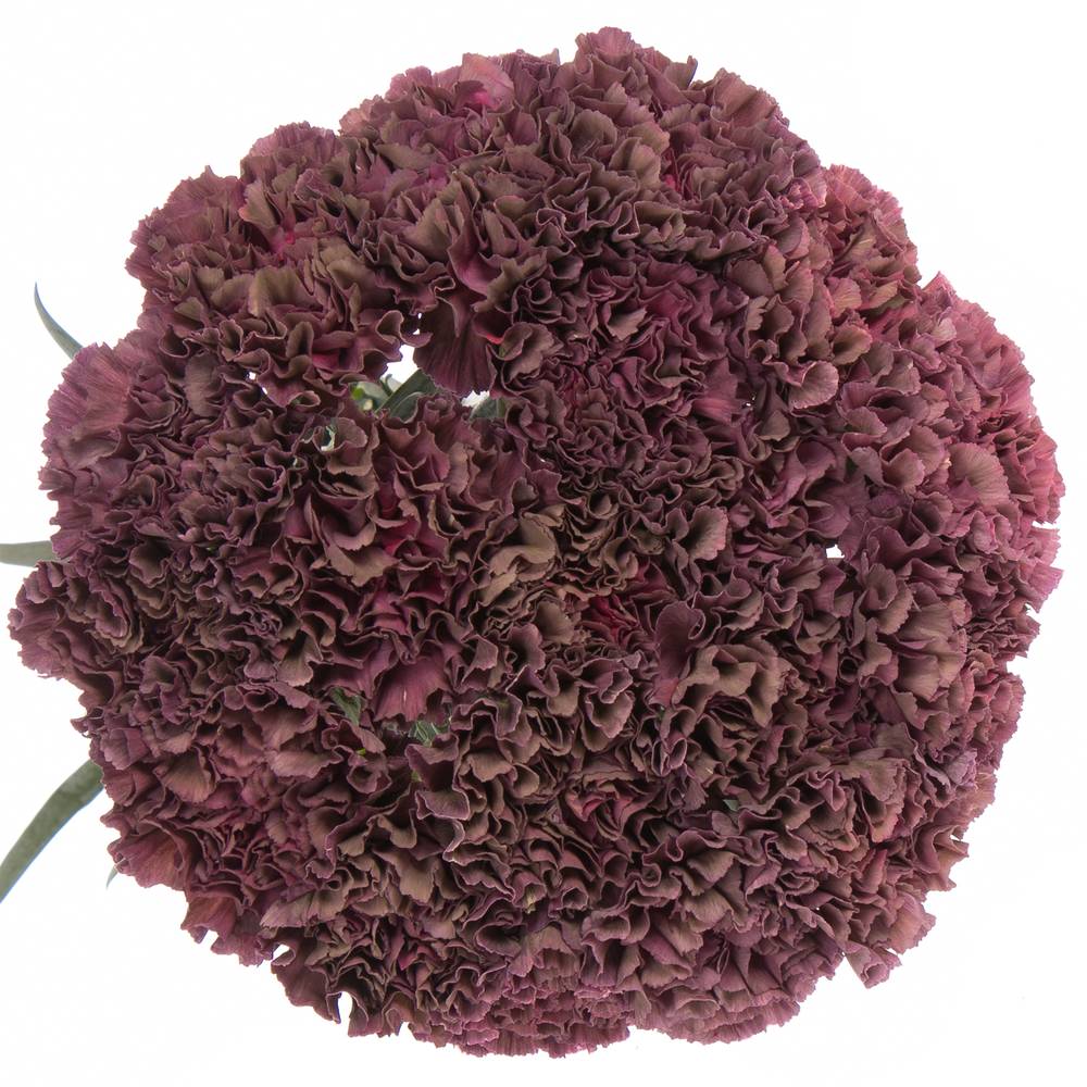 Nelke rot Extasis Copper 70cm