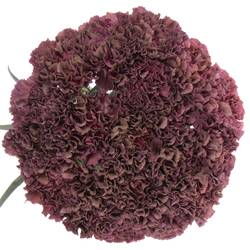Nelke rot Extasis Copper 70cm