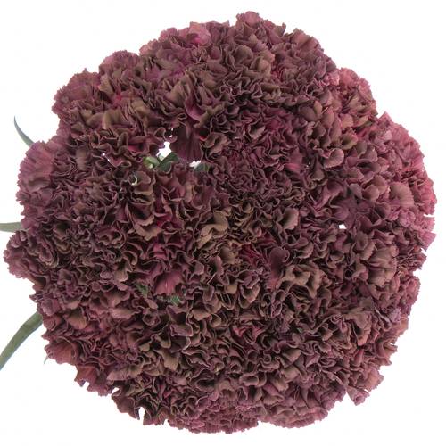 Nelke rot Extasis Copper 70cm