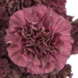 Nelke rot Extasis Copper 70cm