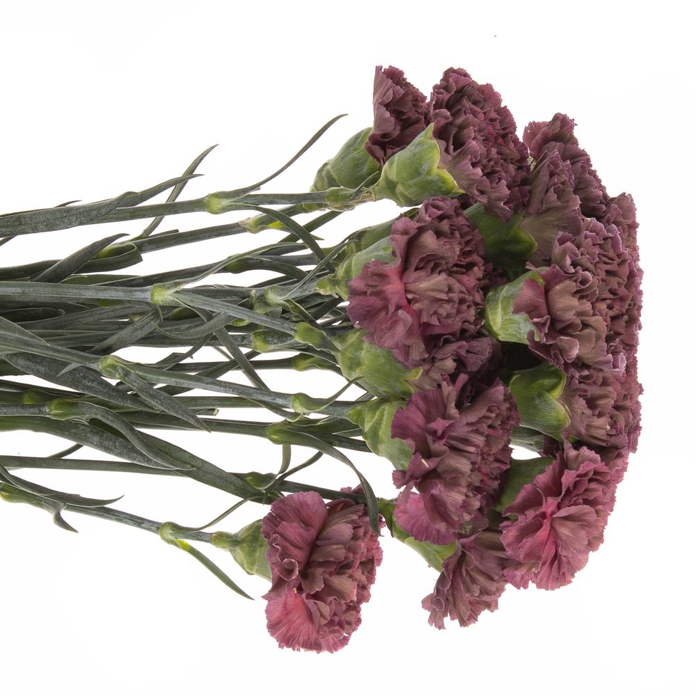 Nelke rot Extasis Copper 70cm