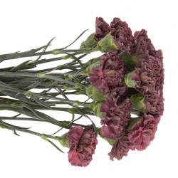 Nelke rot Extasis Copper 70cm