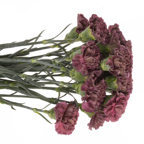 Nelke rot Extasis Copper 70cm