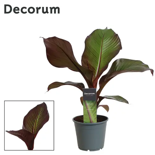 Ensete Red Banana T14 H060