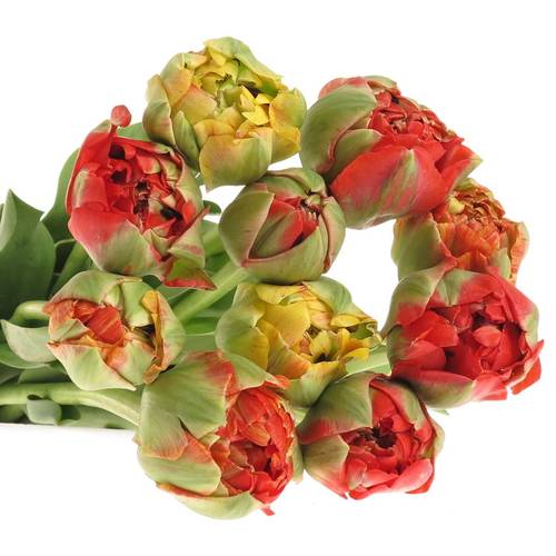 Franz.rot/gelb Pioen Gudoshnik 65 Gramm 50cm