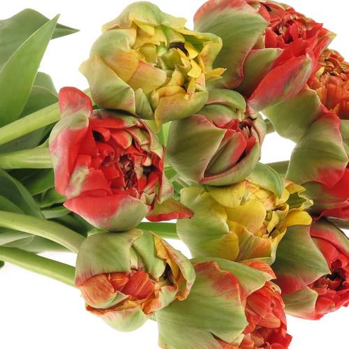 Franz.rot/gelb Pioen Gudoshnik 65 Gramm 50cm