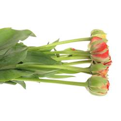 Franz.rot/gelb Pioen Gudoshnik 65 Gramm 50cm