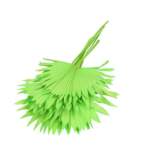 Trocken Palm Sun grün L55cm x6