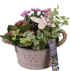 Garten.Arr PTPP6801 T16 H019