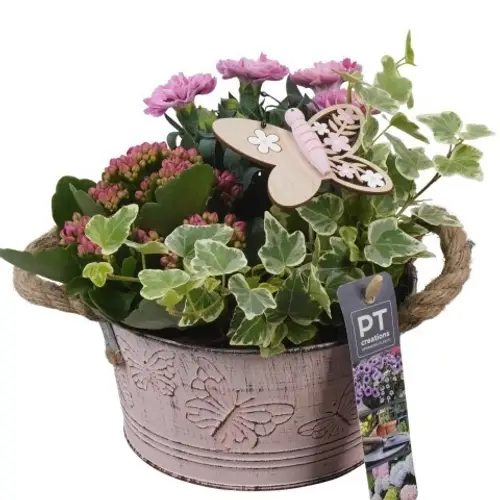 Garten.Arr PTPP6801 T16 H019