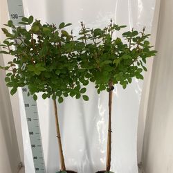 rosa Stamm mix T24 H140