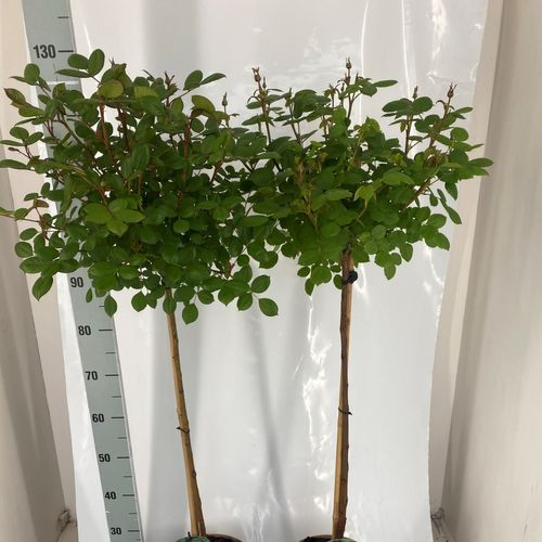 rosa Stamm mix T24 H140