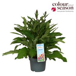 Digitalis lila Lucas T19 H060