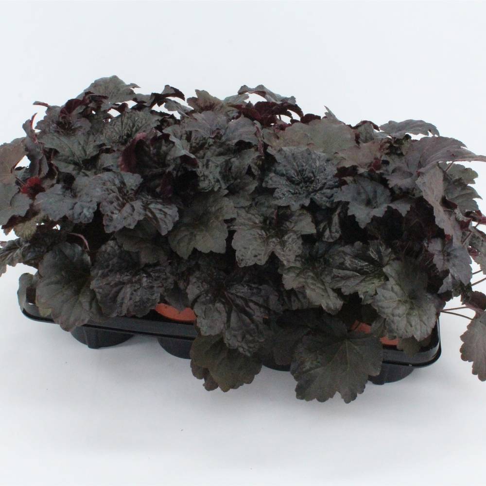 Heuchera lila T13 H25