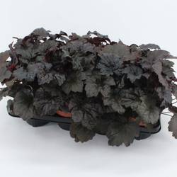 Heuchera lila T13 H25
