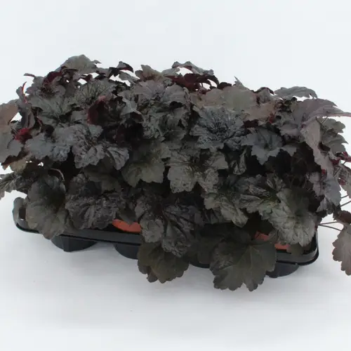 Heuchera lila T13 H25