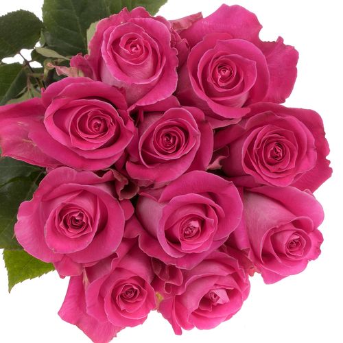 Rose rosa Topaz (Ec) 40cm X10