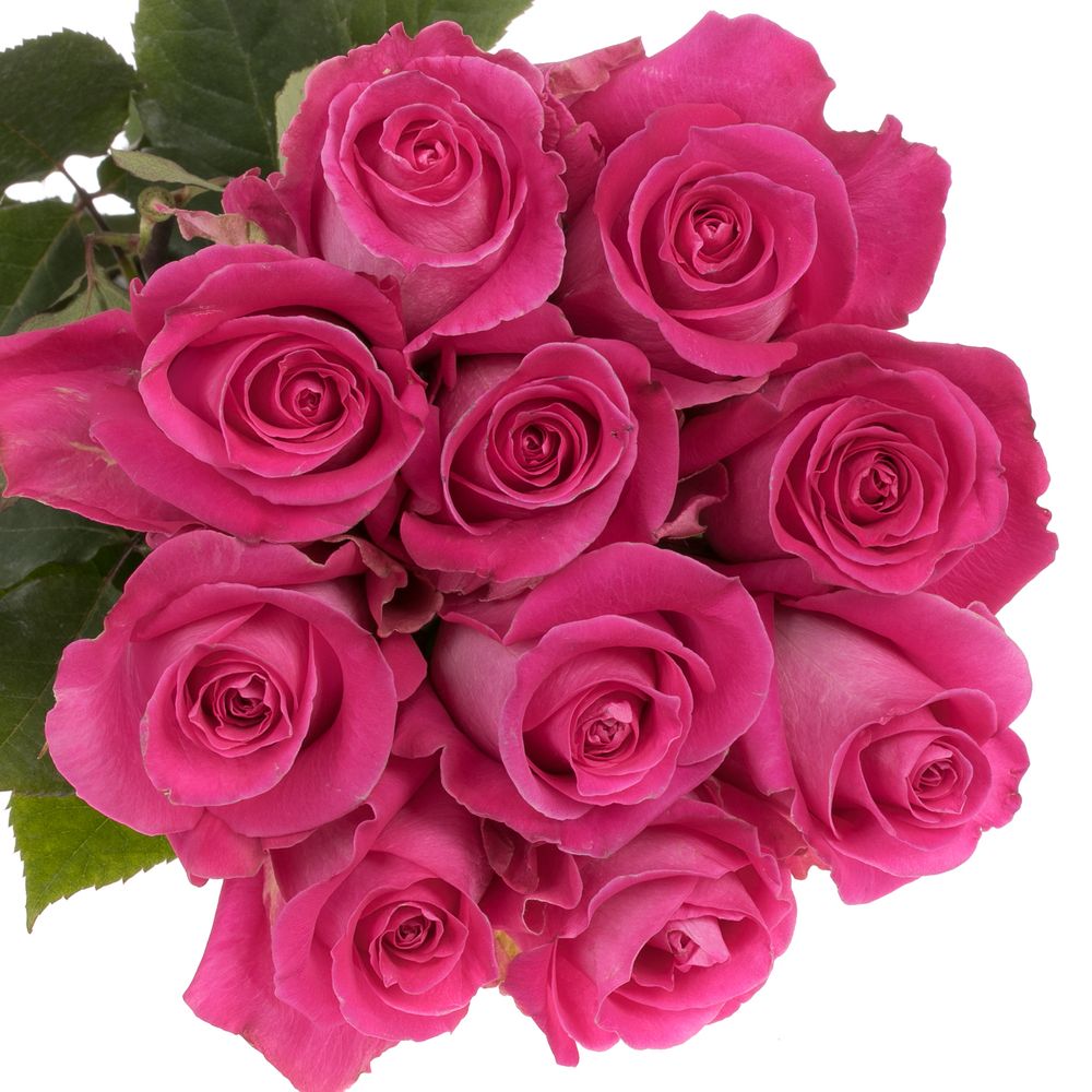 Rose rosa Topaz (Ec) 40cm X10