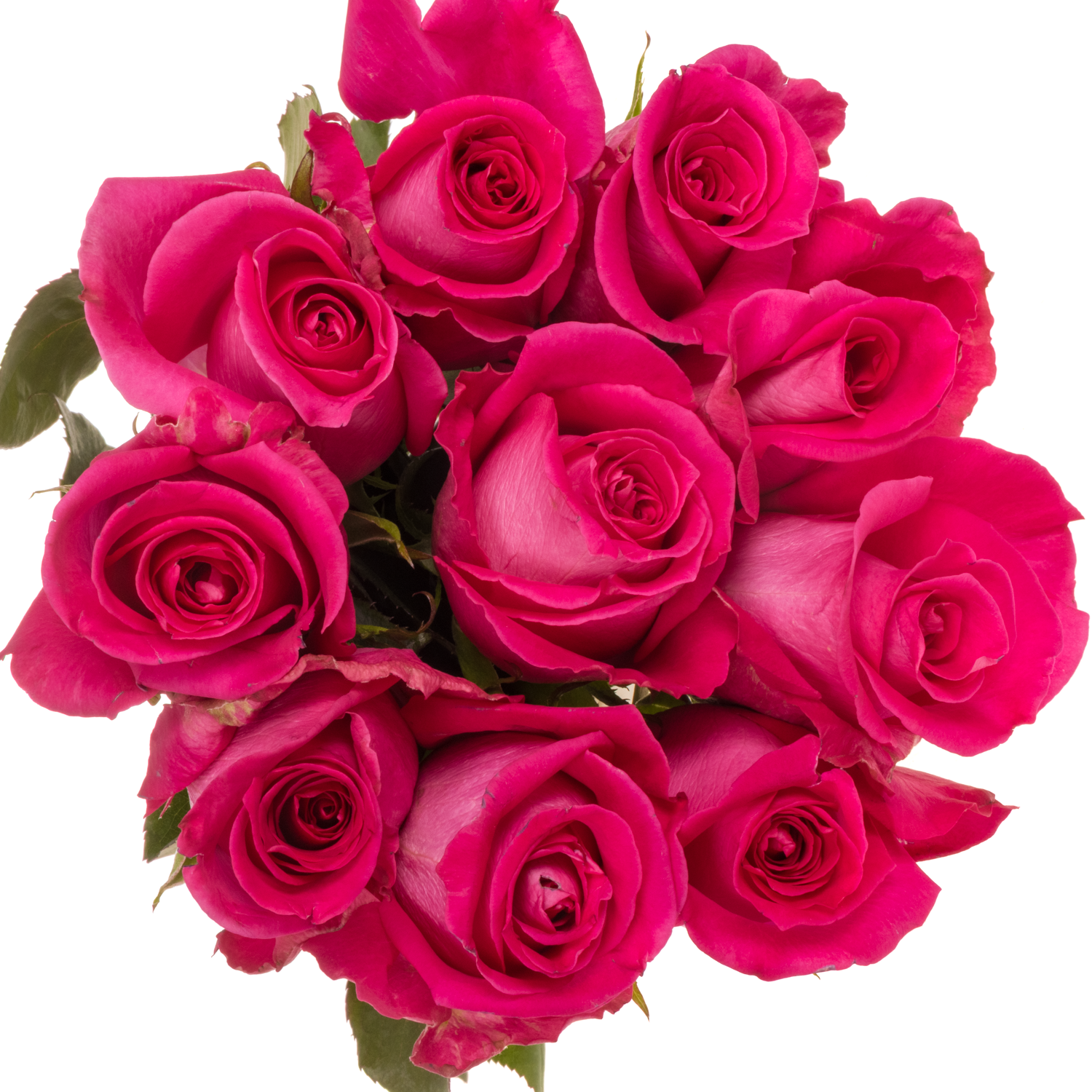 Rose rosa Topaz (Ec) 50cm X10