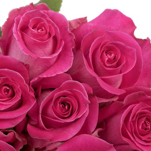 Rose rosa Topaz (Ec) 40cm X10