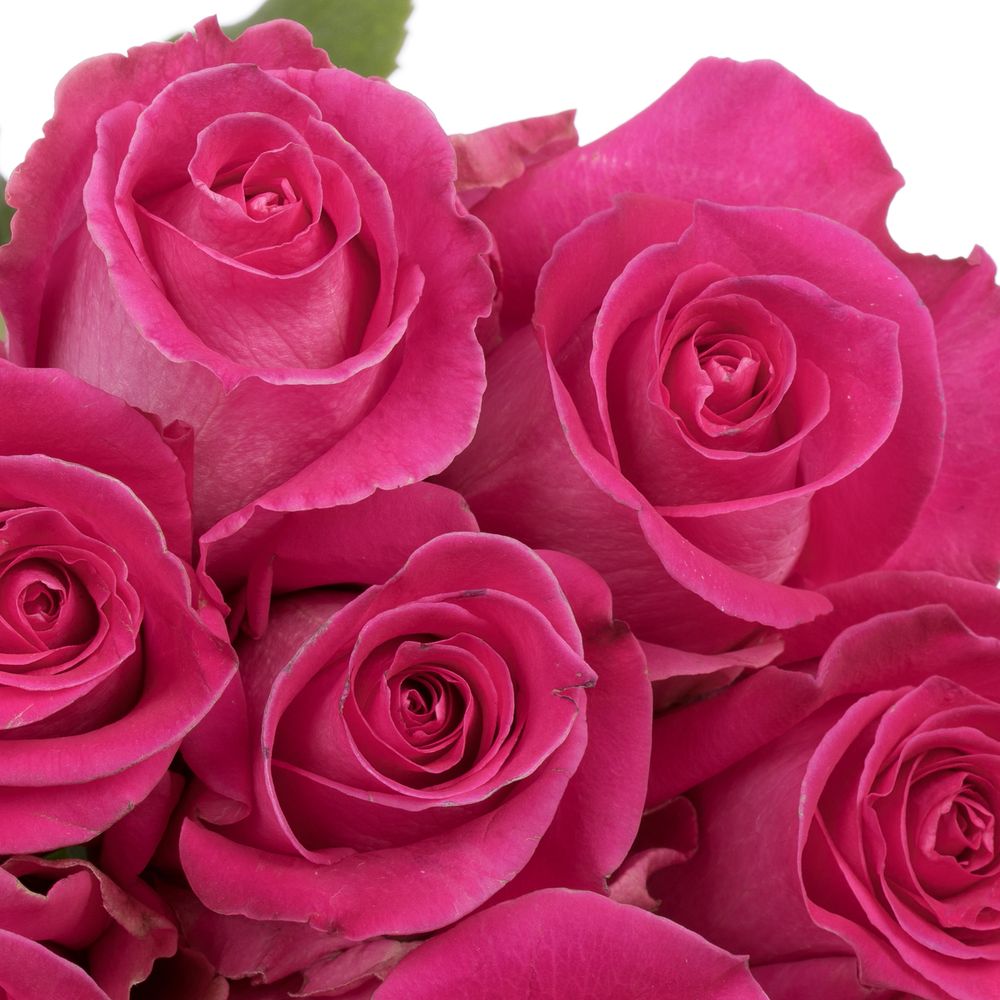 Rose rosa Topaz (Ec) 40cm X10