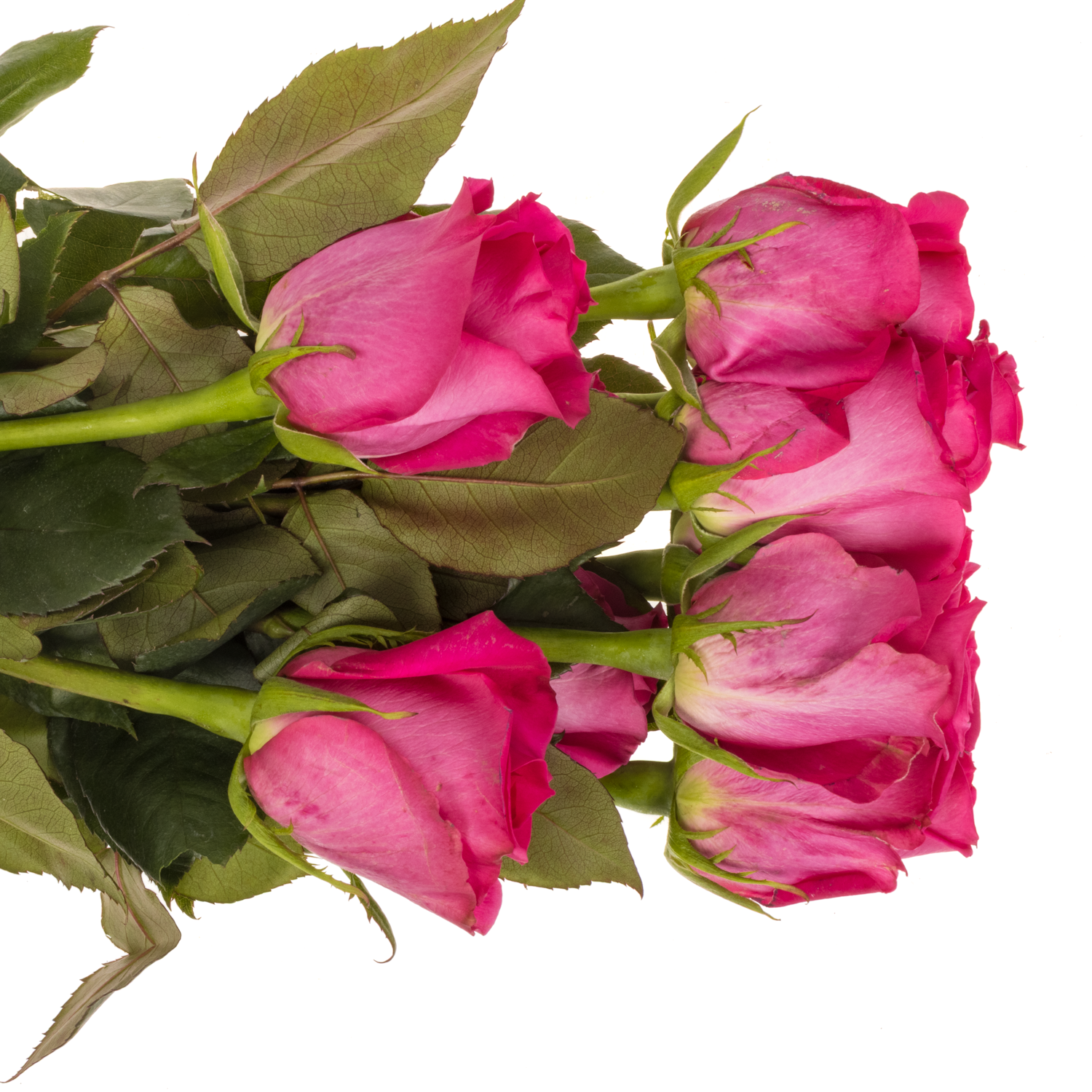 Rose rosa Topaz (Ec) 50cm X10