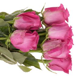 Rose rosa Topaz (Ec) 40cm X10