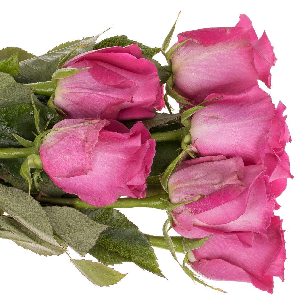 Rose rosa Topaz (Ec) 40cm X10