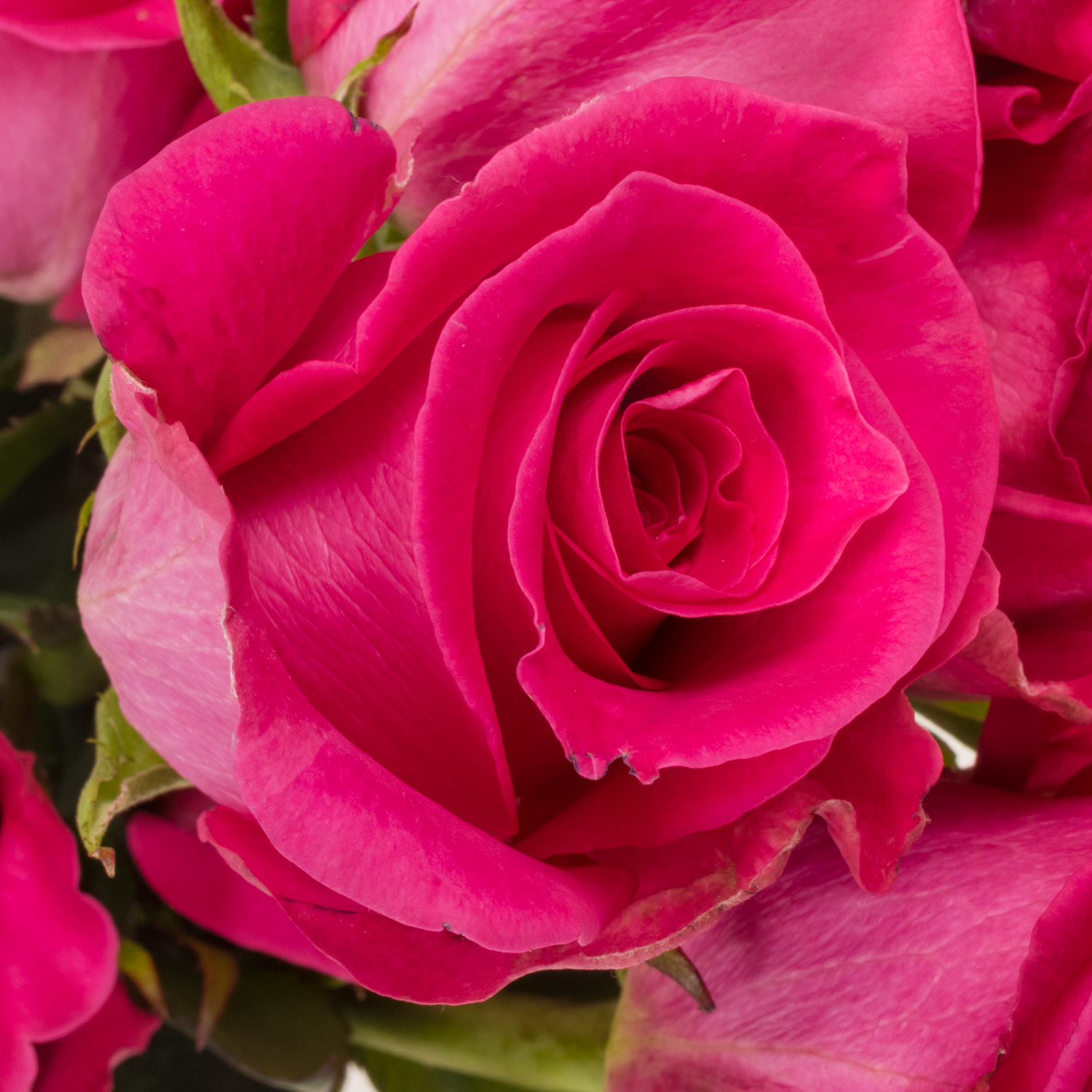 Rose rosa Topaz (Ec) 50cm X10