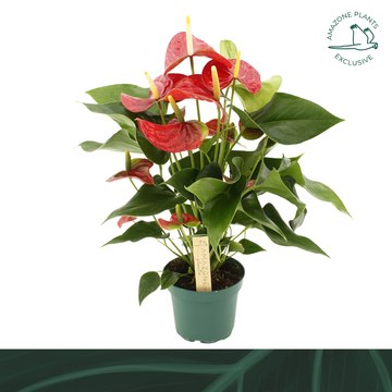 Anthurium rot Vulcano Weihn. Angebot T12 H035