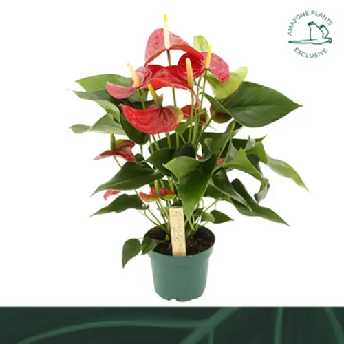 Anthurium rot Vulcano Weihn. Angebot T12 H035
