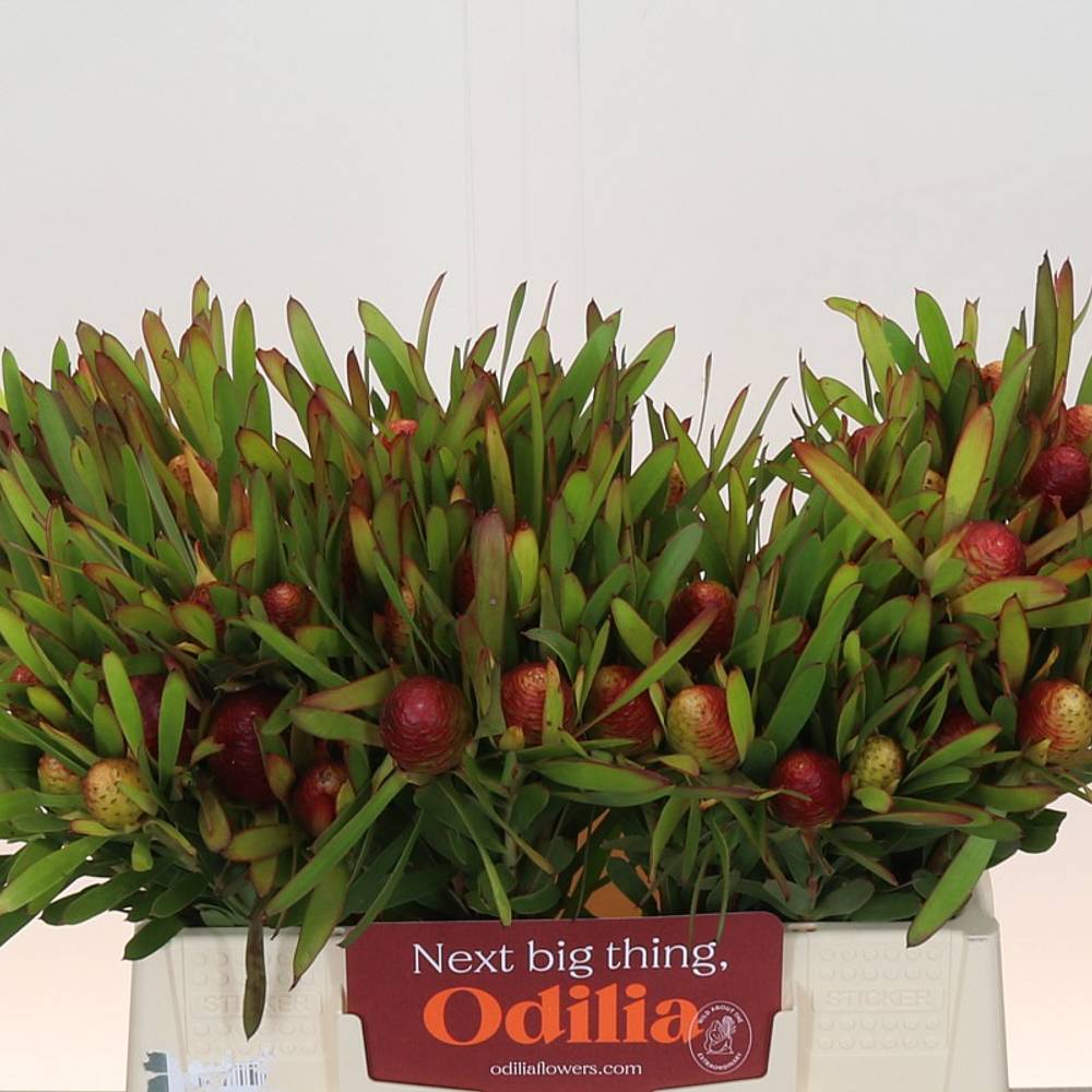 Leucadendron grün/rot Cherry Pearl 40cm